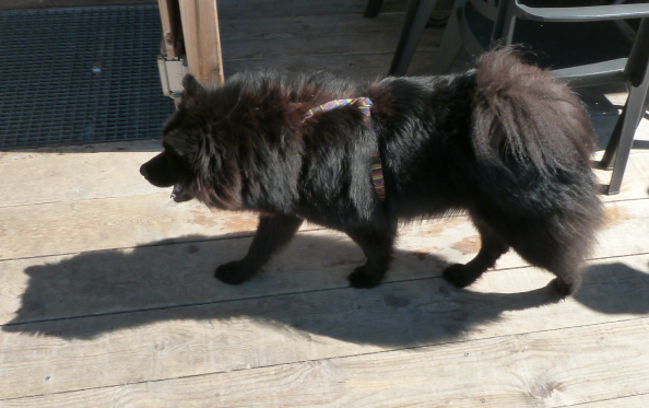 Chalet des 2 Ours dog Val Thorens mountain restaurant review - Chalet des 2 Ours do