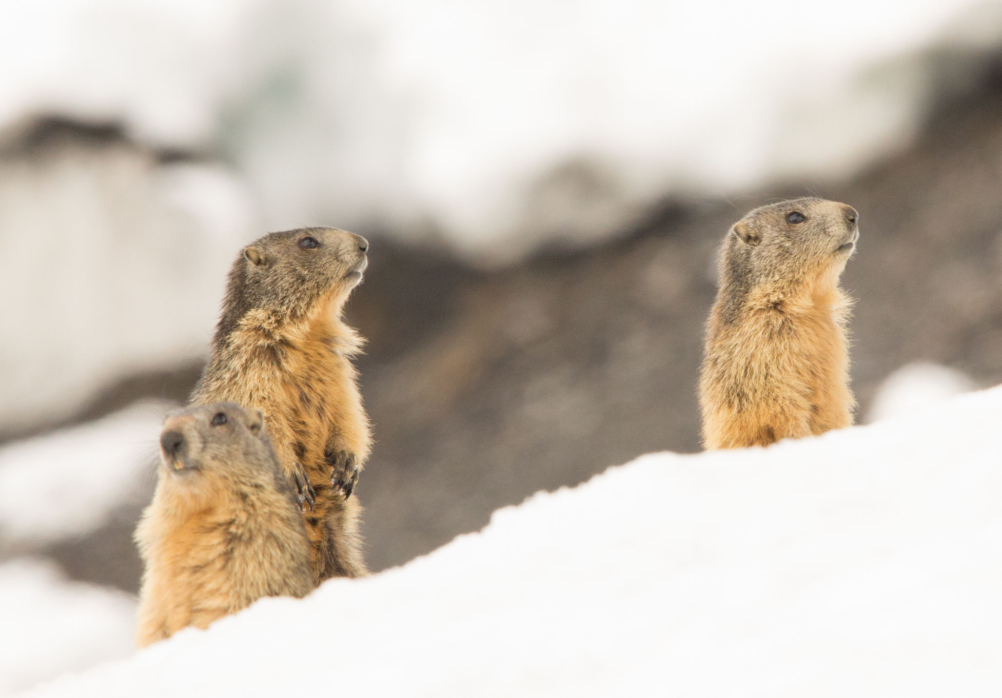 Marmots, Plein Sud 5th May 2018 Marmot, Plein Sud 5th May 2018