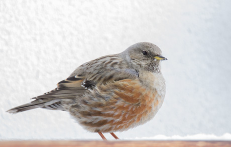 Alpine accentor Alpine accentor, Val Thorens