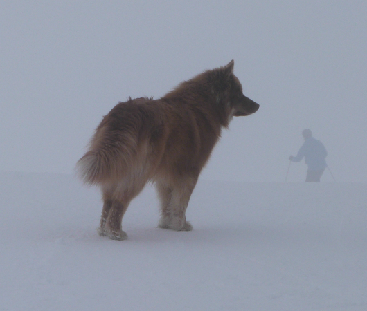 Avalanche dog Val Thorens snow report 6/4/13 - avalanche dog