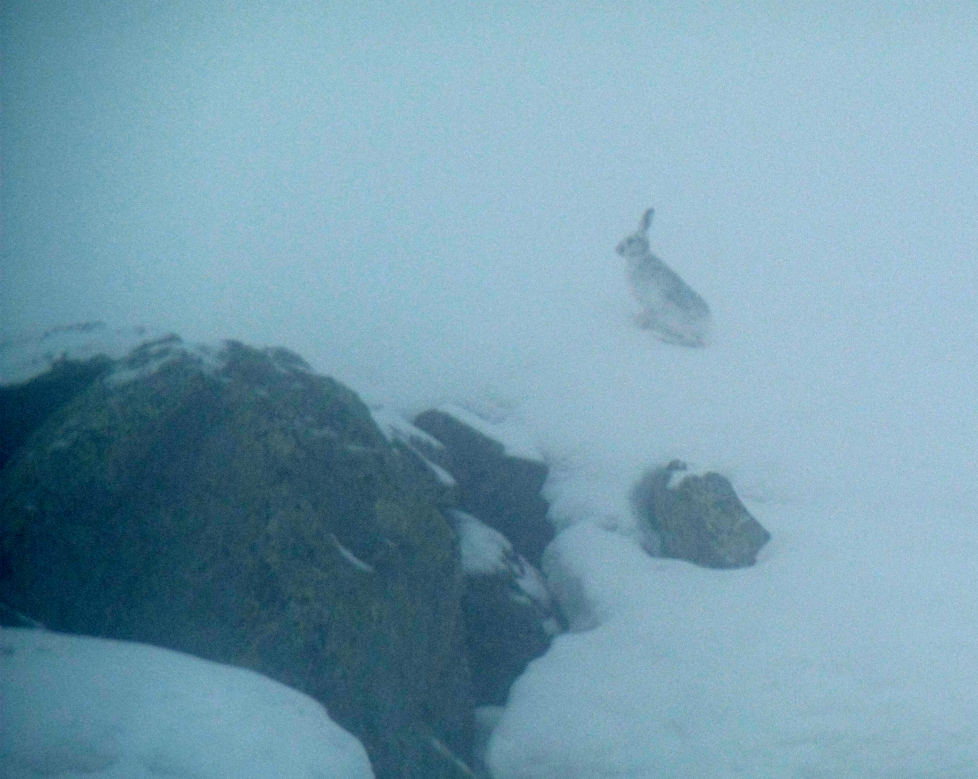 Mountain hare, Val Thorens Mountain hare, Val Thorens