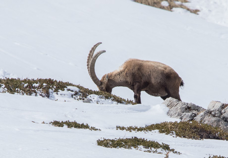 Ibex, Pralognan Ibex, Pralognan, 19th March 2019