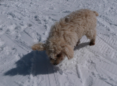 Dog at the Chalet de Caron Val Thorens mountain restaurants - dog at the Chalet de Caron