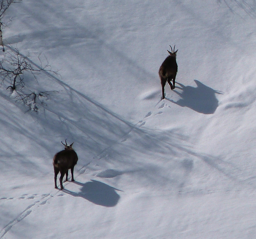 Chamois near Pralognan Val Thorens snow report 23rd March 13 - chamois near Pralognan