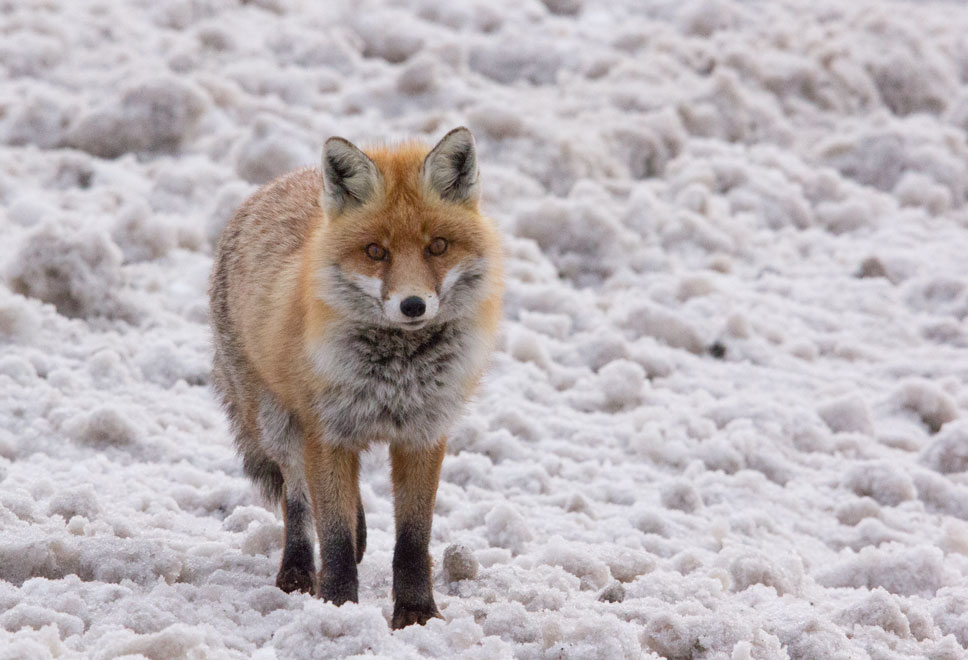 Fox near Val Thorens, 9th March 2018 Fox near Val Thorens, 9th March 2018