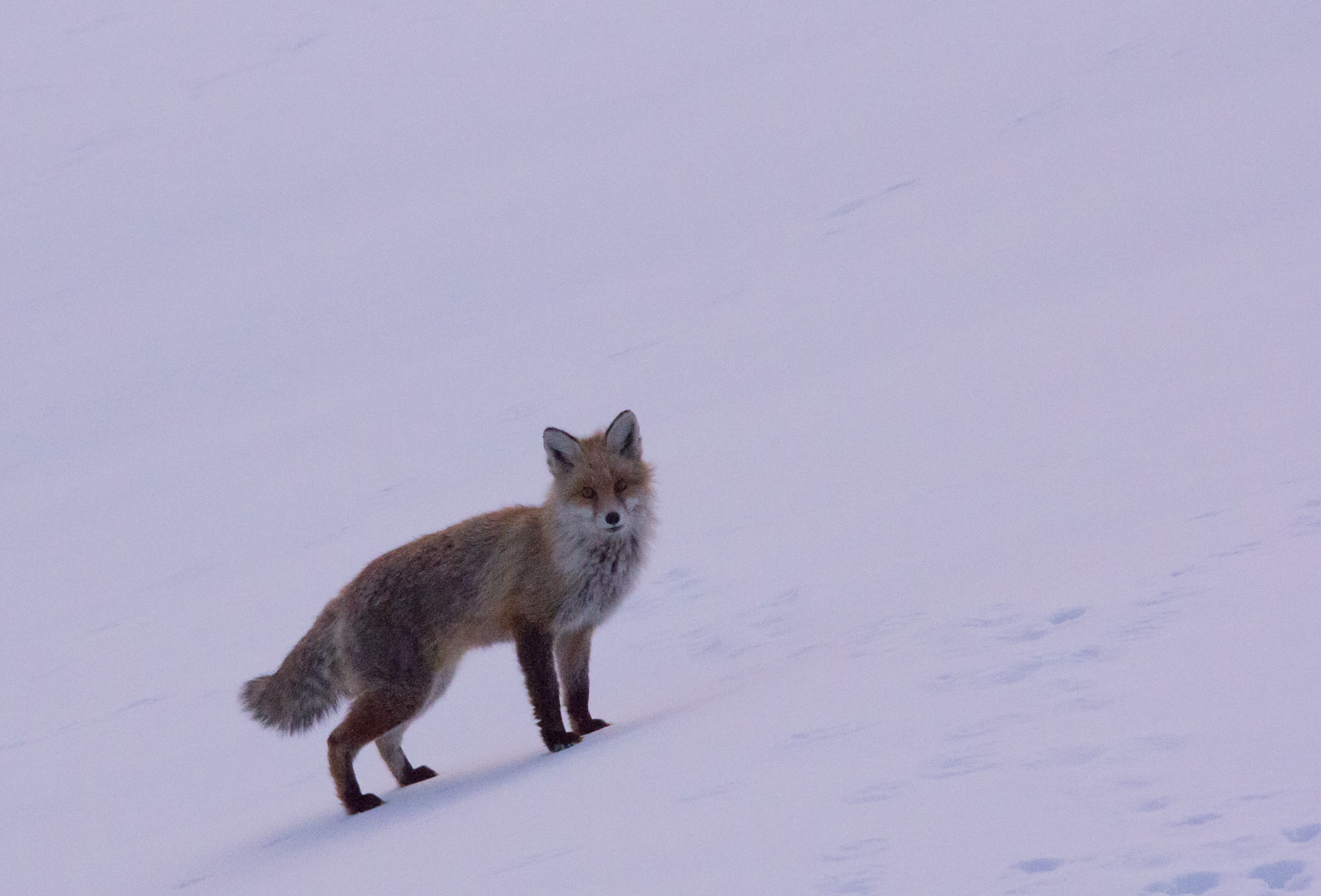 Fox near Val Thorens, 23rd Feb 2018 Fox near Val Thorens, 23rd Feb 2018