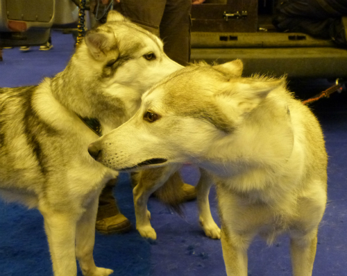 London Ski and Snowboard show - Arctic Quest husky dogs