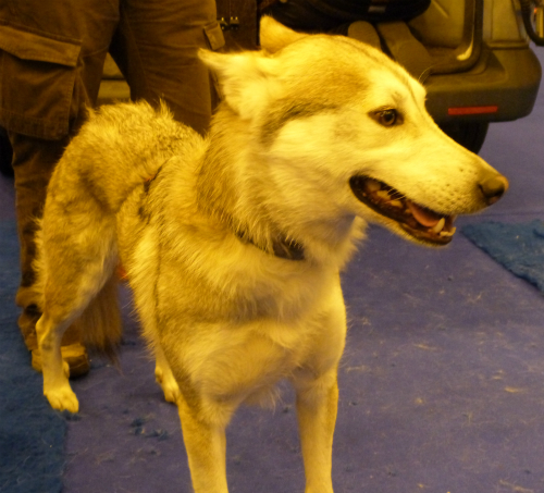 London Ski and Snowboard show, another husky from Arctic Quest