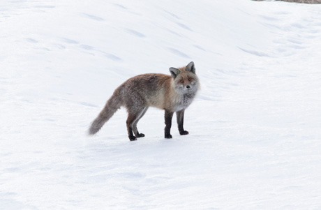 Fox, Val Thorens Fox, Val Thorens