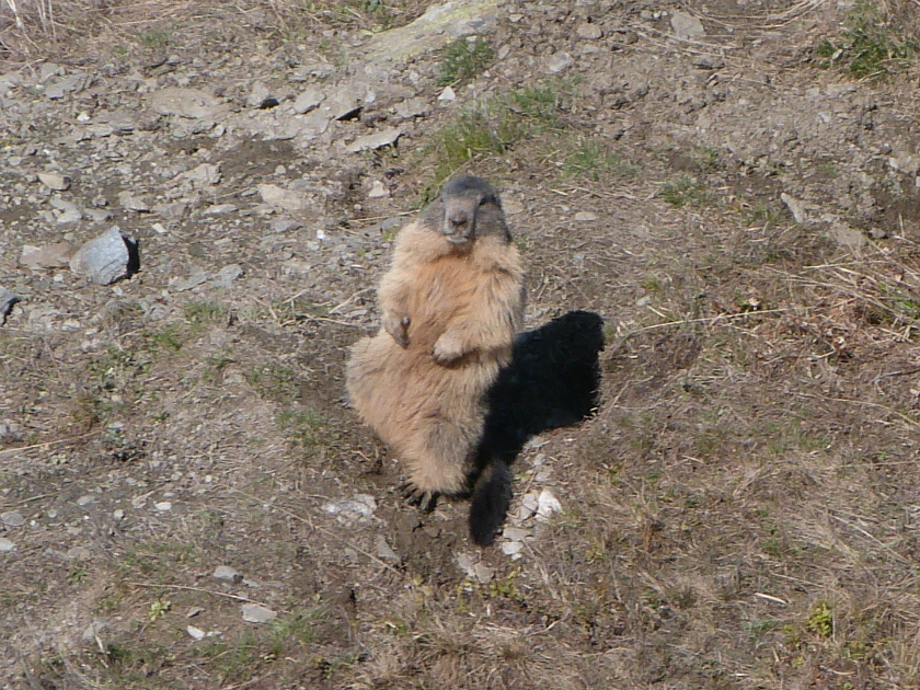 Marmotte in St Martin de Belleville Marmotte in St Martin de Belleville