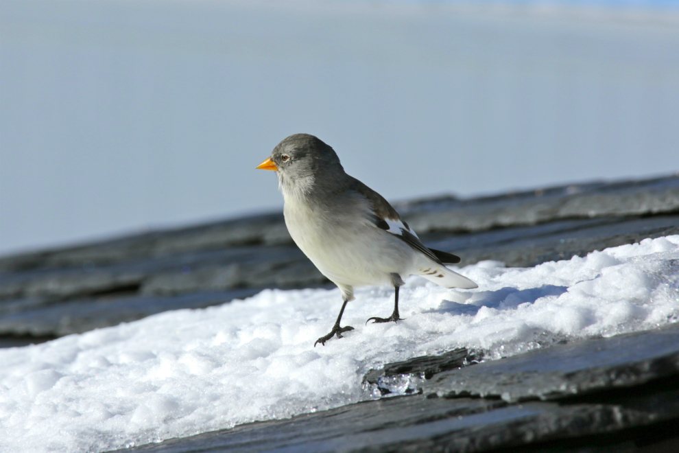 Snow finch, Mont de la Chambre Snow finch, Mont de la Chambre