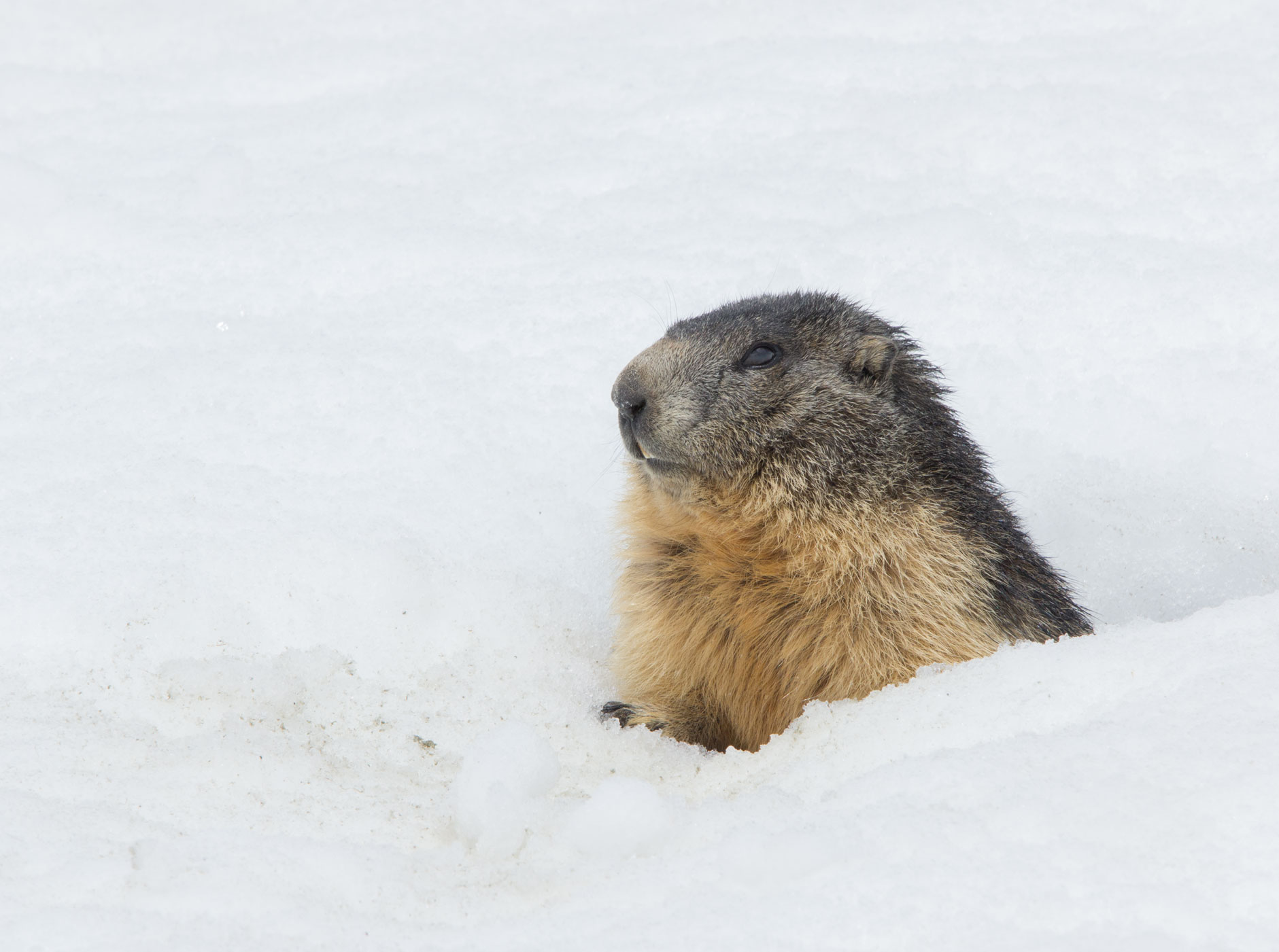 Marmot, Plein Sud 23rd April 2018 Marmot, Plein Sud 23rd April 2018