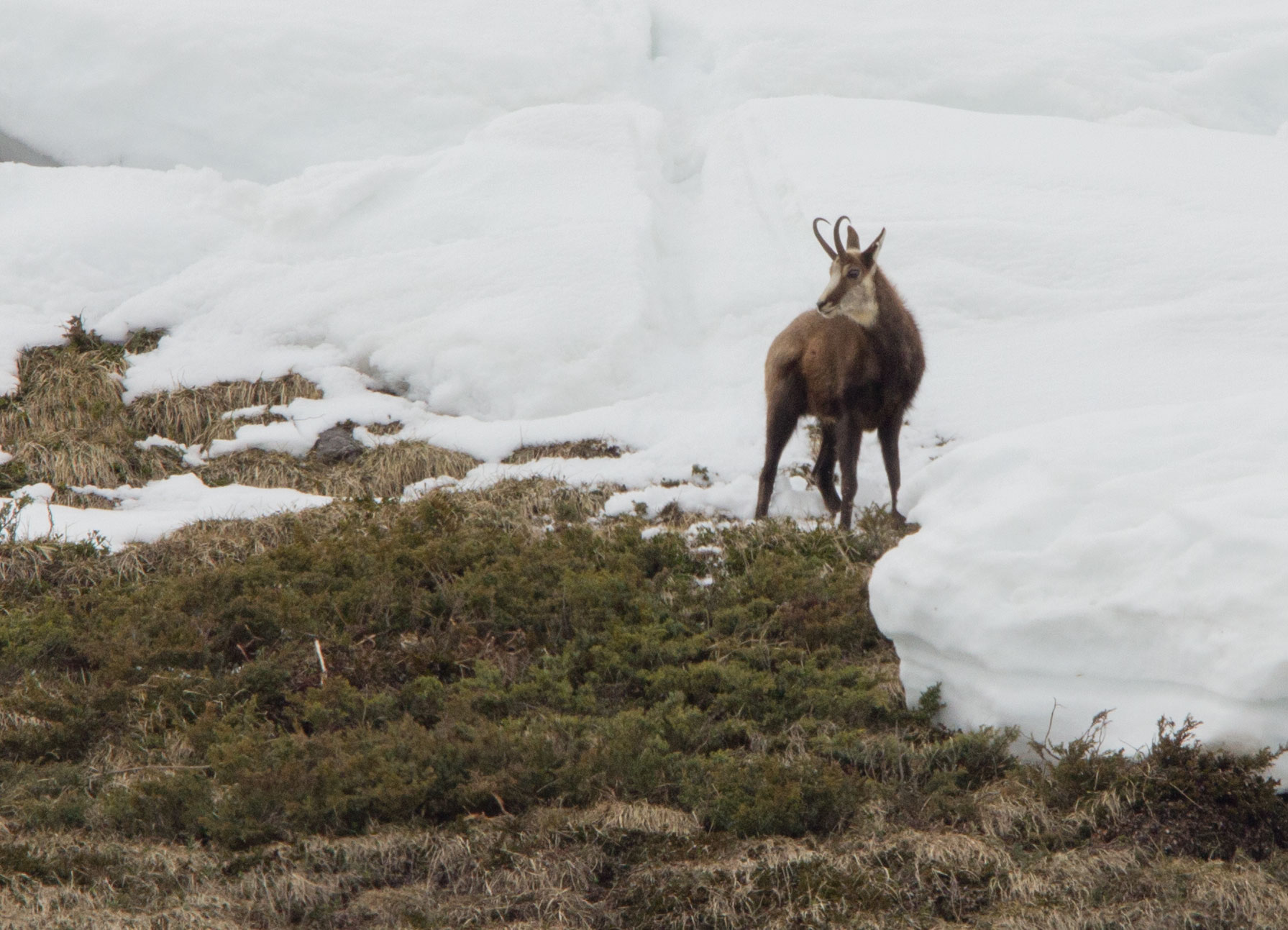 Chamois, Pralognan, 16th April 2018 Chamois, Pralognan, 16th April 2018