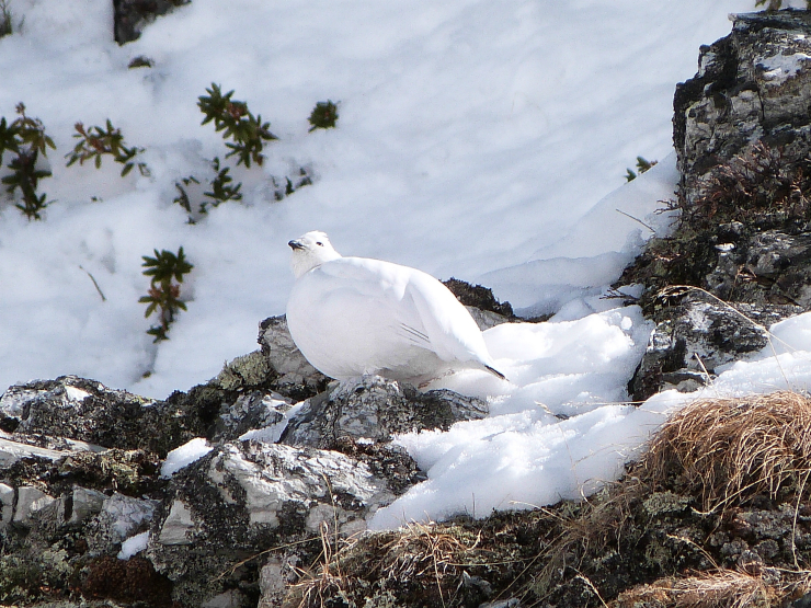 Ptarmigan Ptarmigan