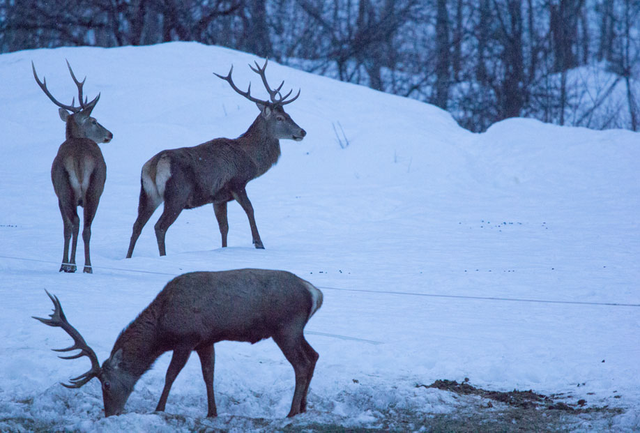 Red deer stags at Villarenger, 28th February 2018 Red deer stags at Villarenger, 28th February 2018