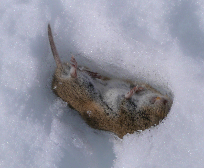 Shrew Shrew